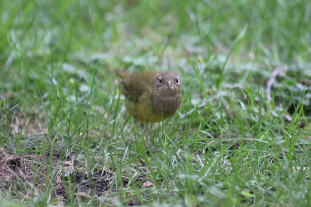 ハイムネアメリカムシクイ - ML644274613