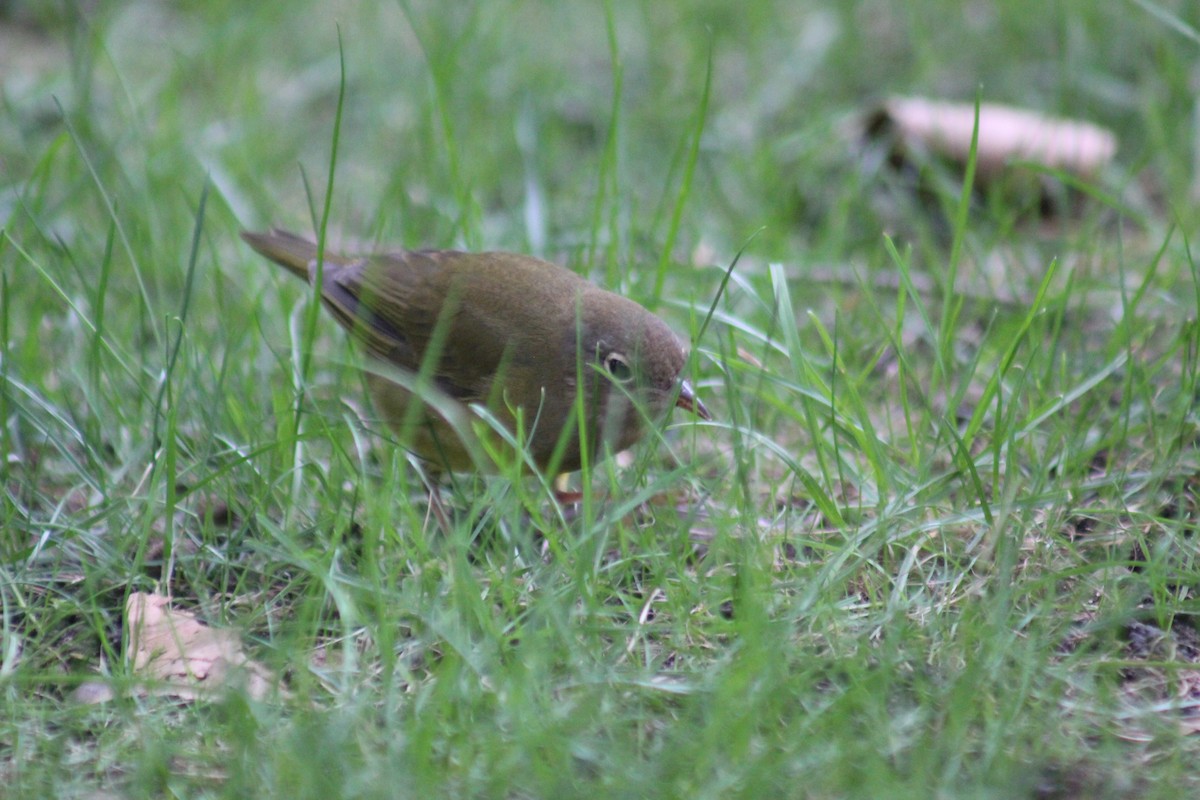 ハイムネアメリカムシクイ - ML644274622