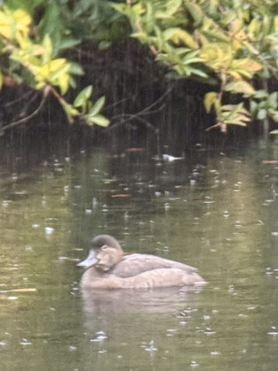 Redhead - ML644274624