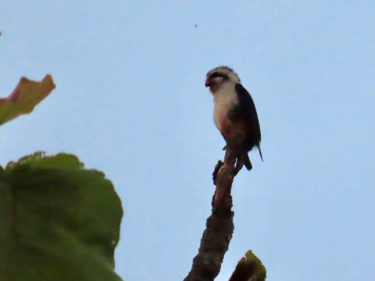 Falconete Acollarado - ML644274627