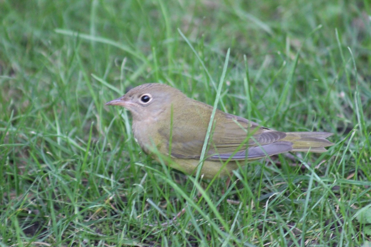 ハイムネアメリカムシクイ - ML644274630