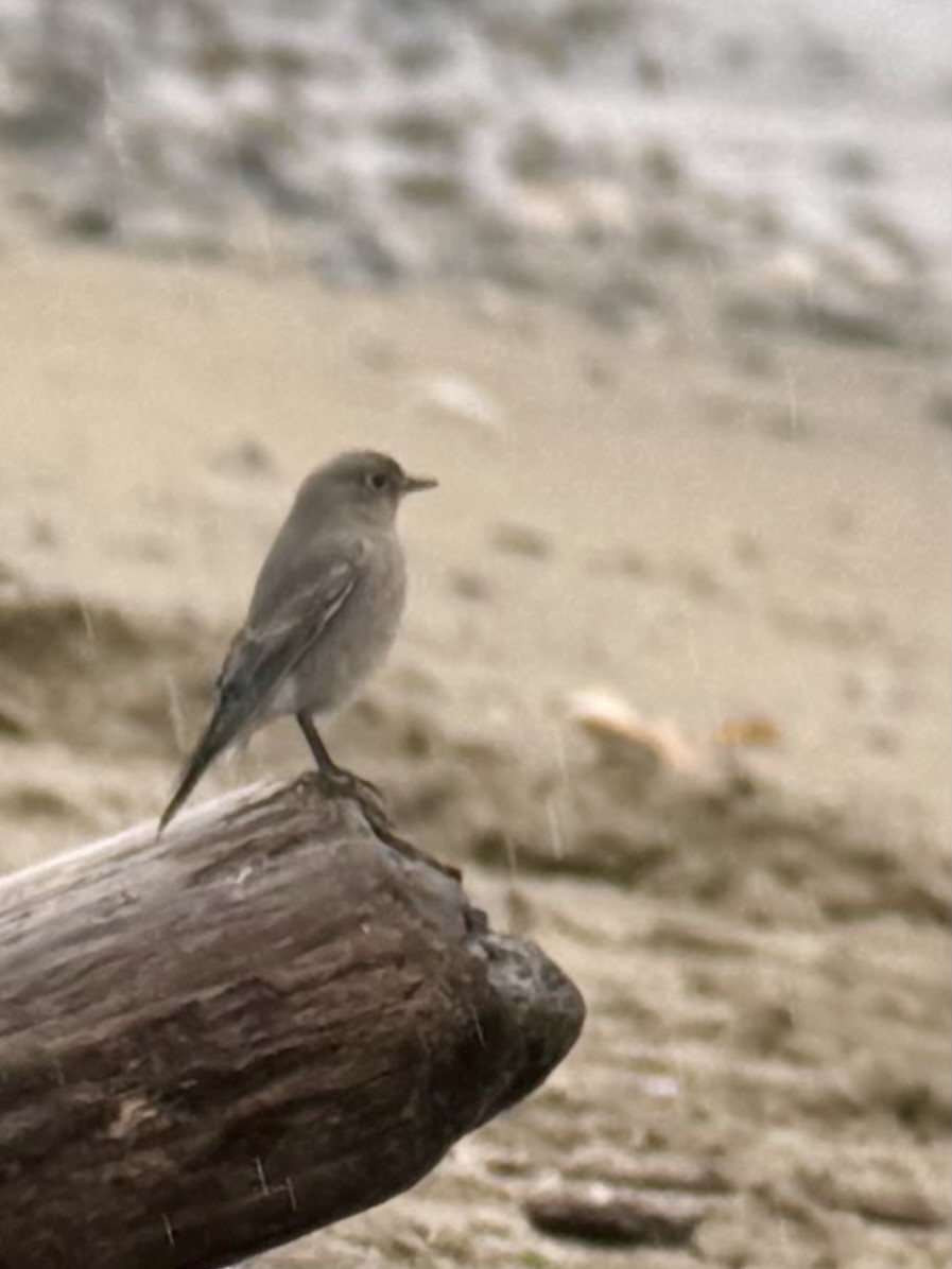 Mountain Bluebird - ML644274636