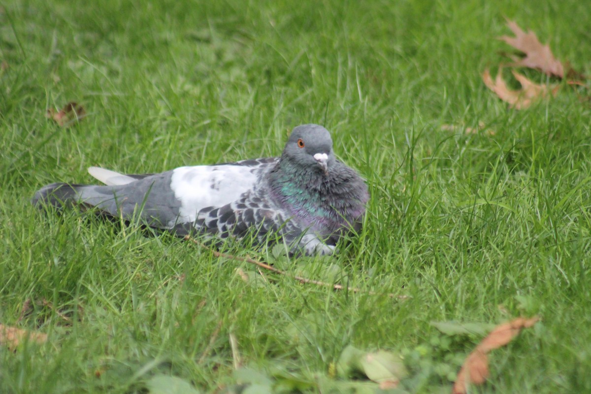 Rock Pigeon (Feral Pigeon) - ML644274641