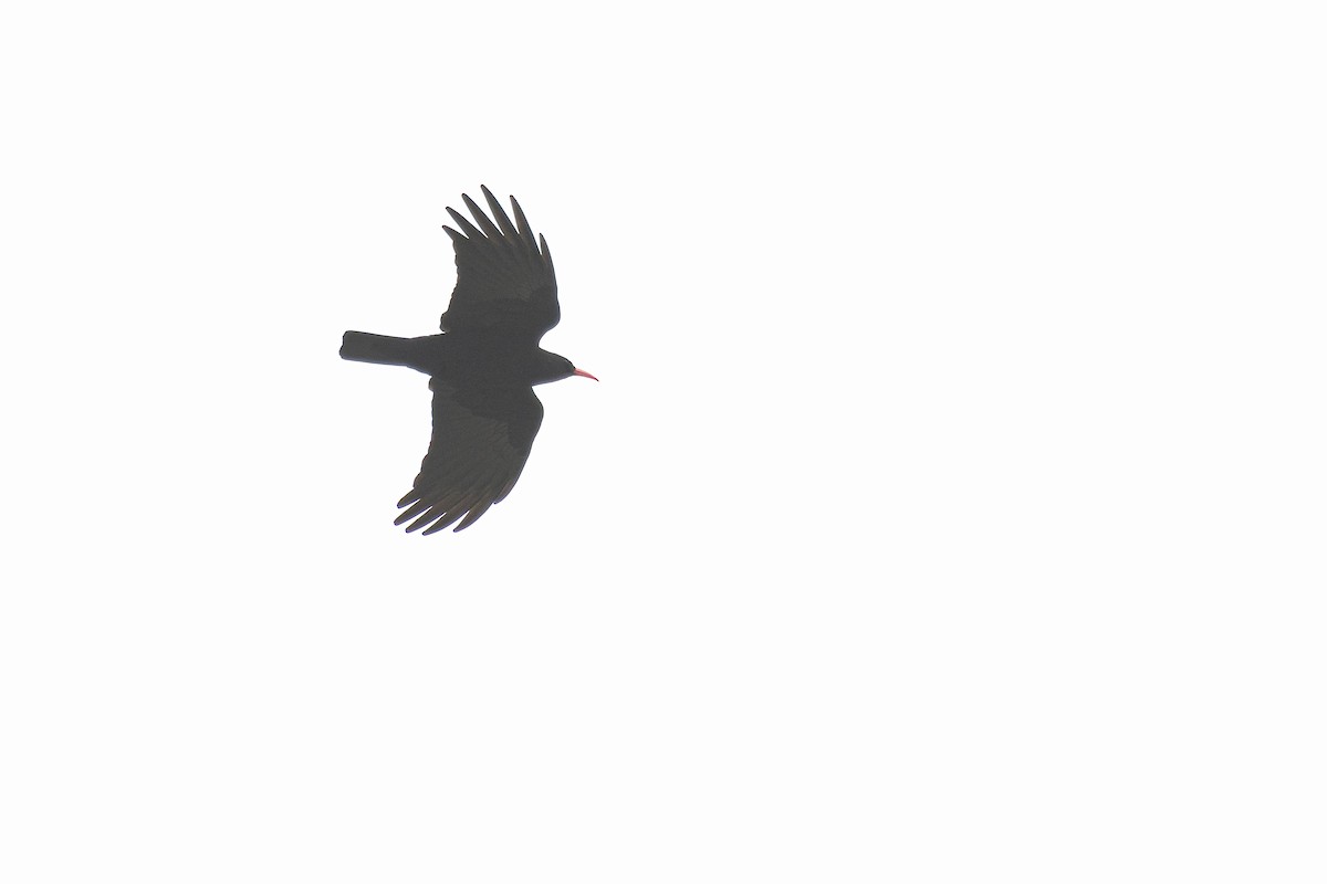 ベニハシガラス - ML644274642