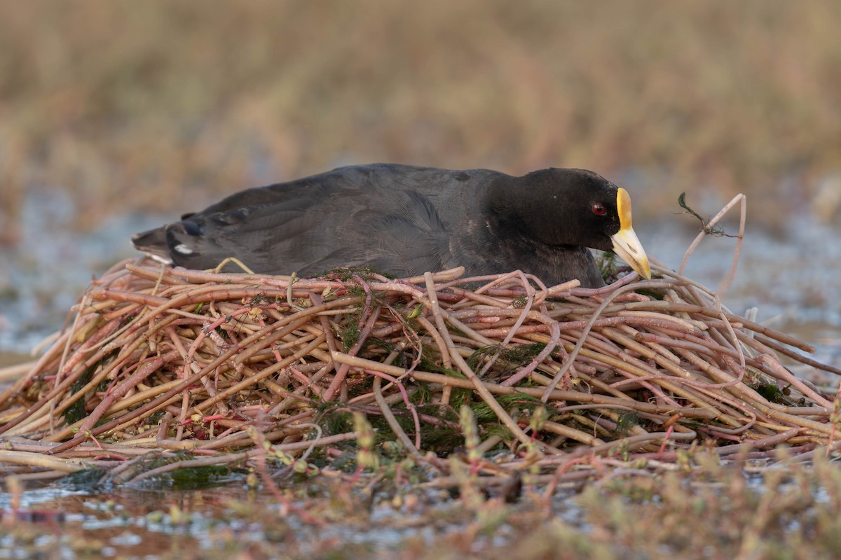White-winged Coot - ML644274646