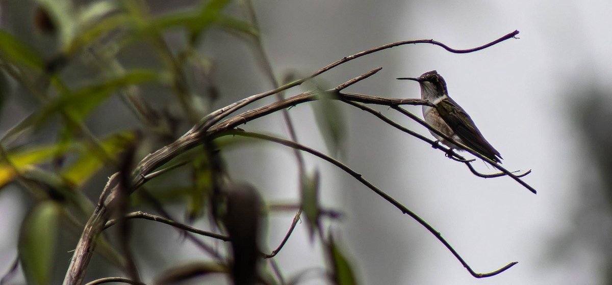 Ruby-throated Hummingbird - ML644274659