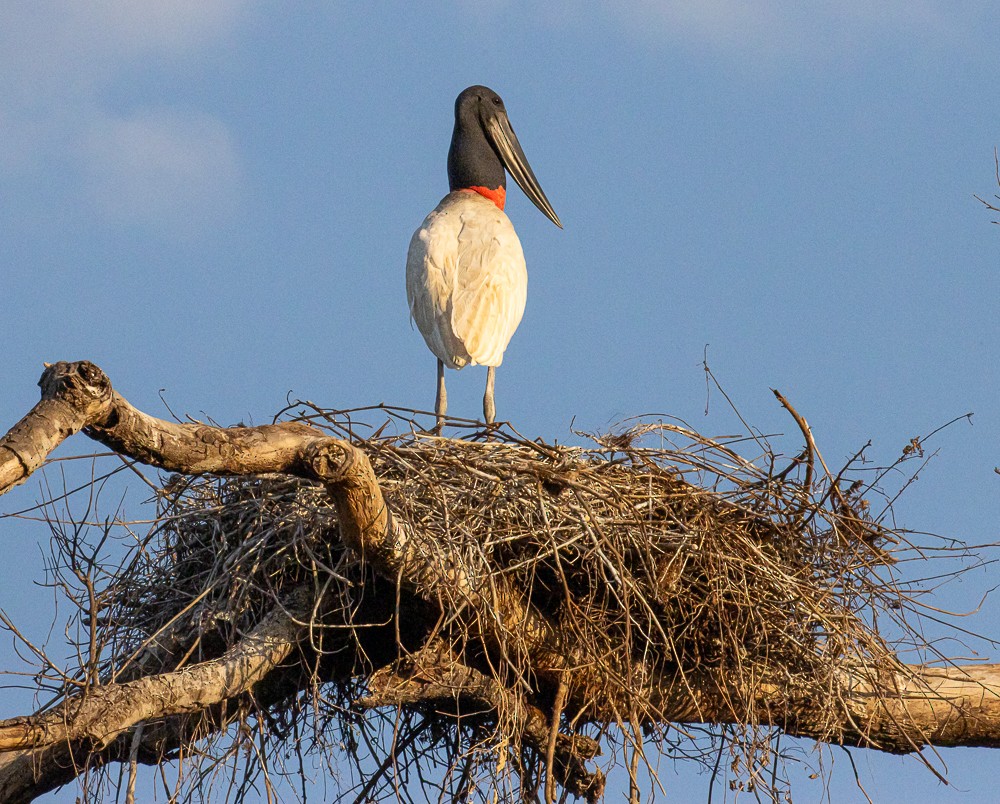 Jabiru - ML644274660