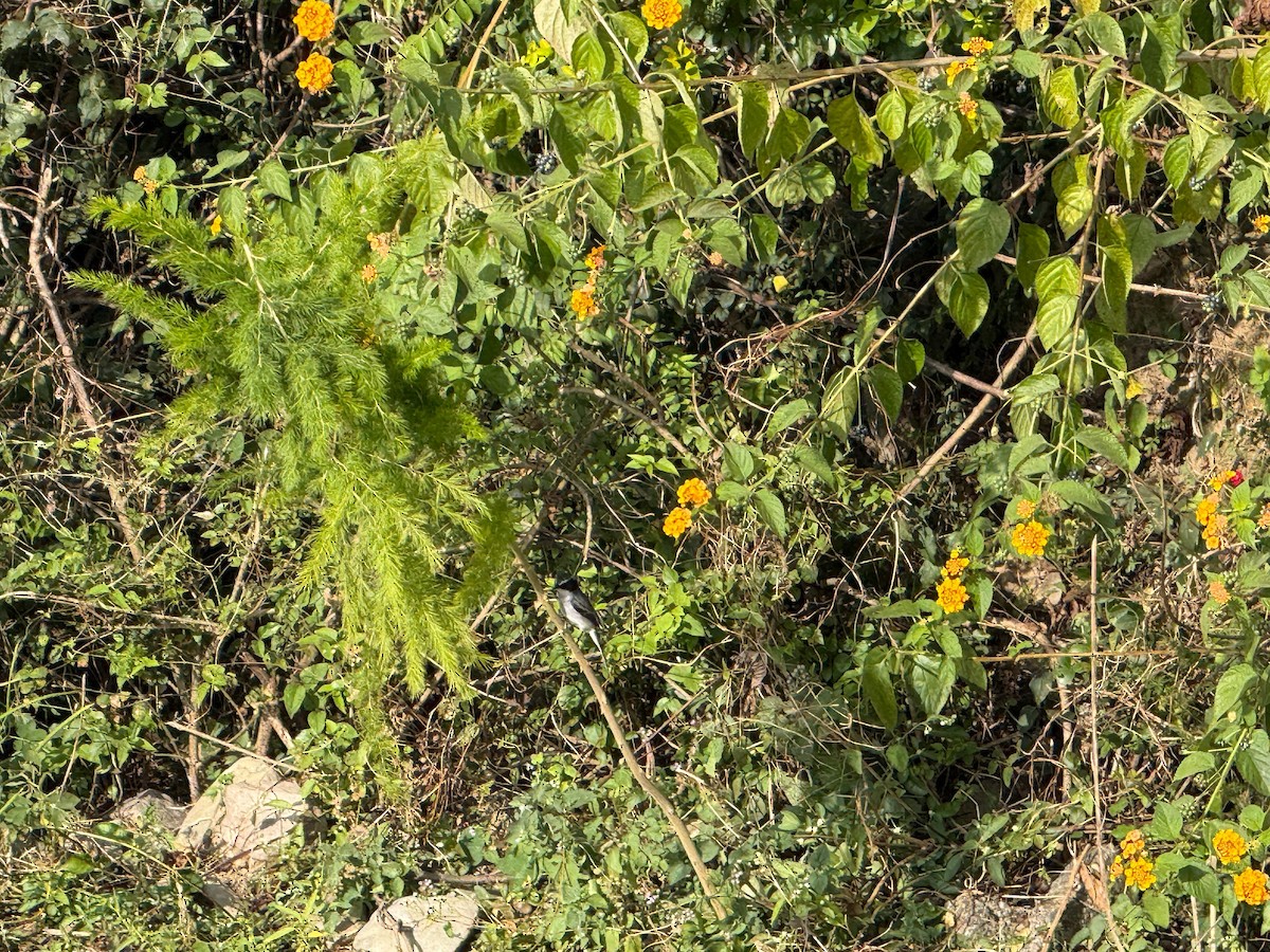 Gray Bushchat - ML644274665