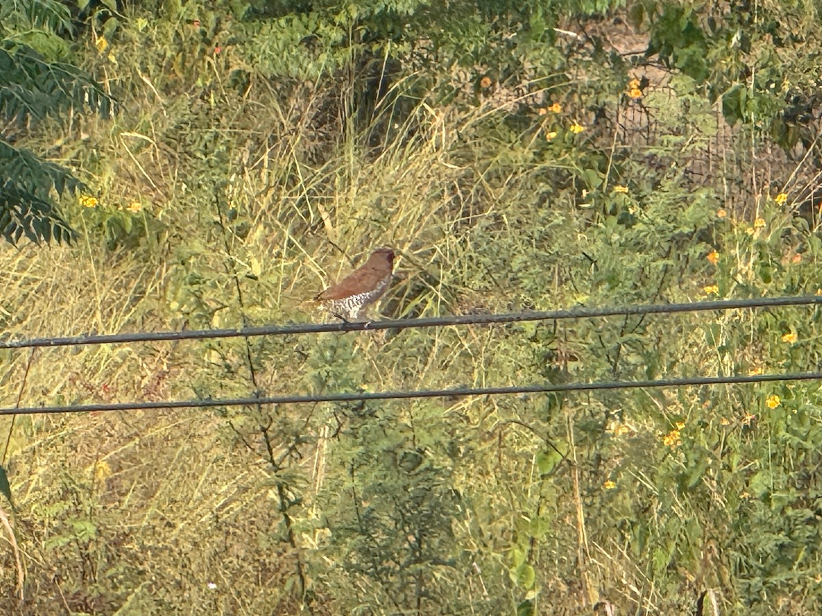 Scaly-breasted Munia - ML644274693