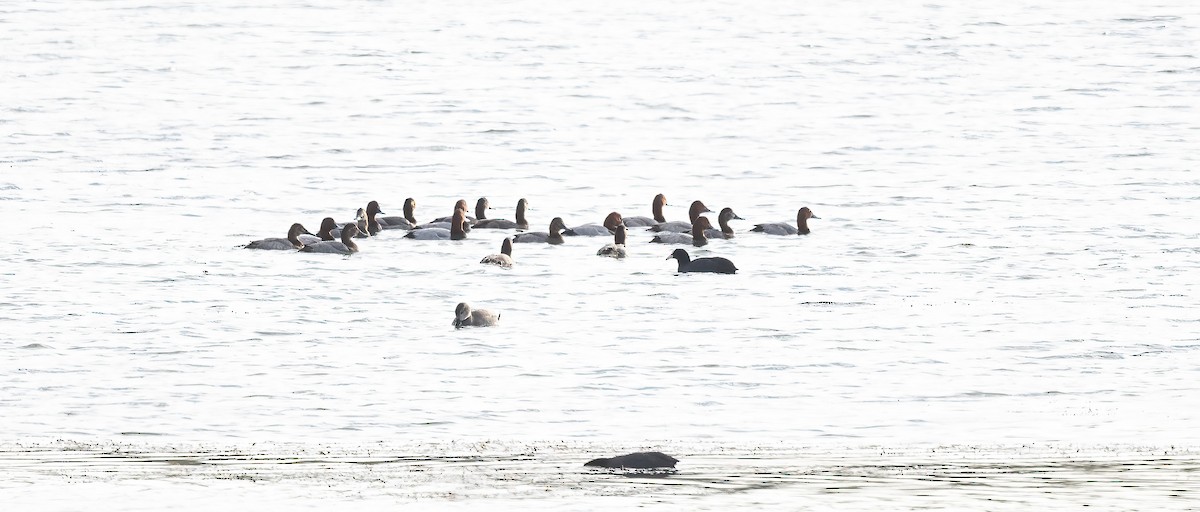 taffeland - ML644274697