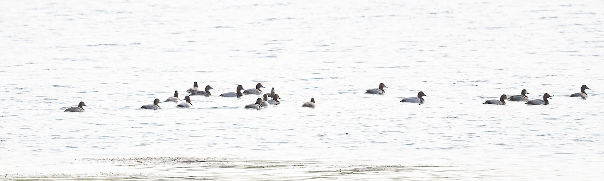 taffeland - ML644274698