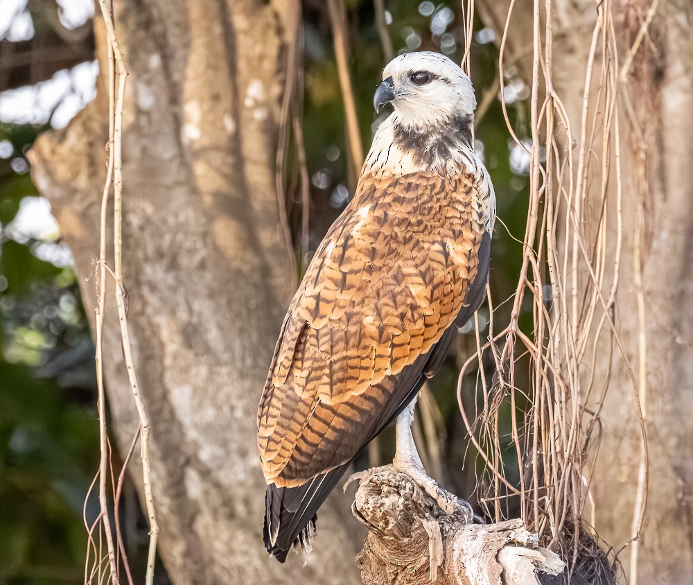 Black-collared Hawk - ML644274705