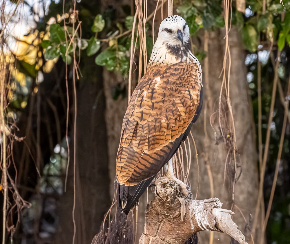 Black-collared Hawk - ML644274706