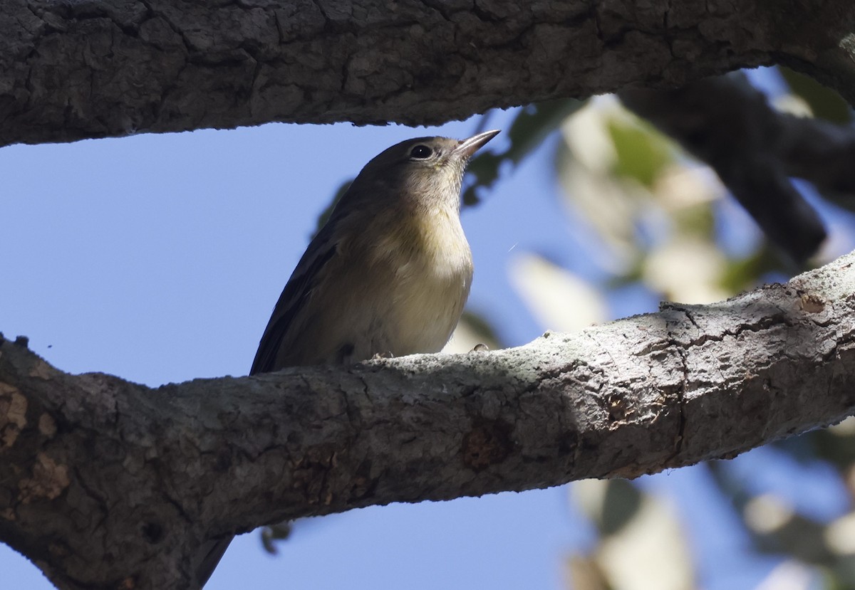 סבכון אורנים - ML644274709