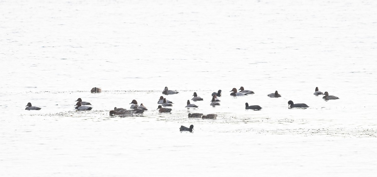 taffeland - ML644274711