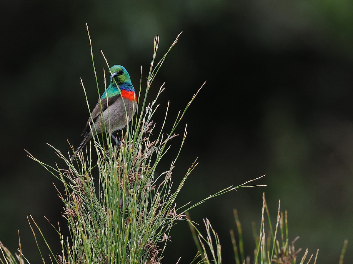 Southern Double-collared Sunbird - ML644274748