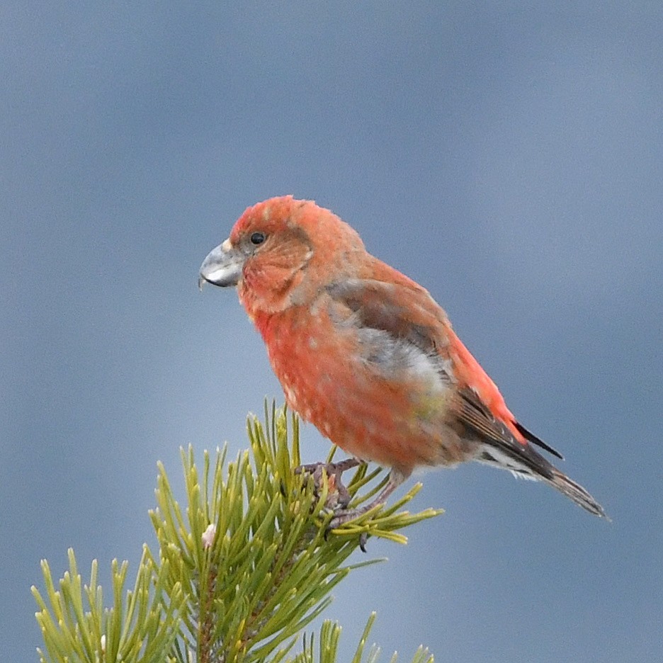 Parrot Crossbill - ML644274783
