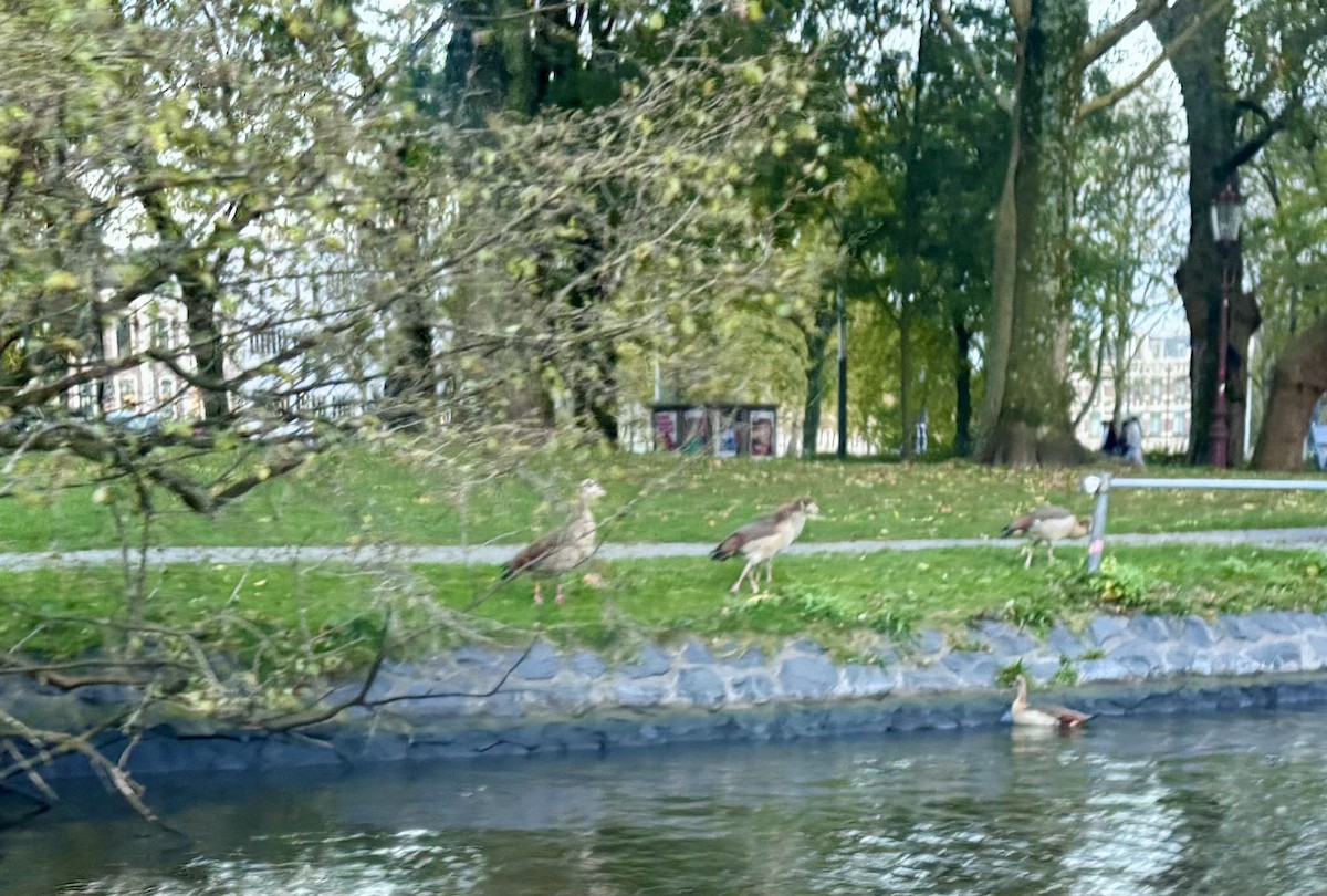 Egyptian Goose - ML644274792