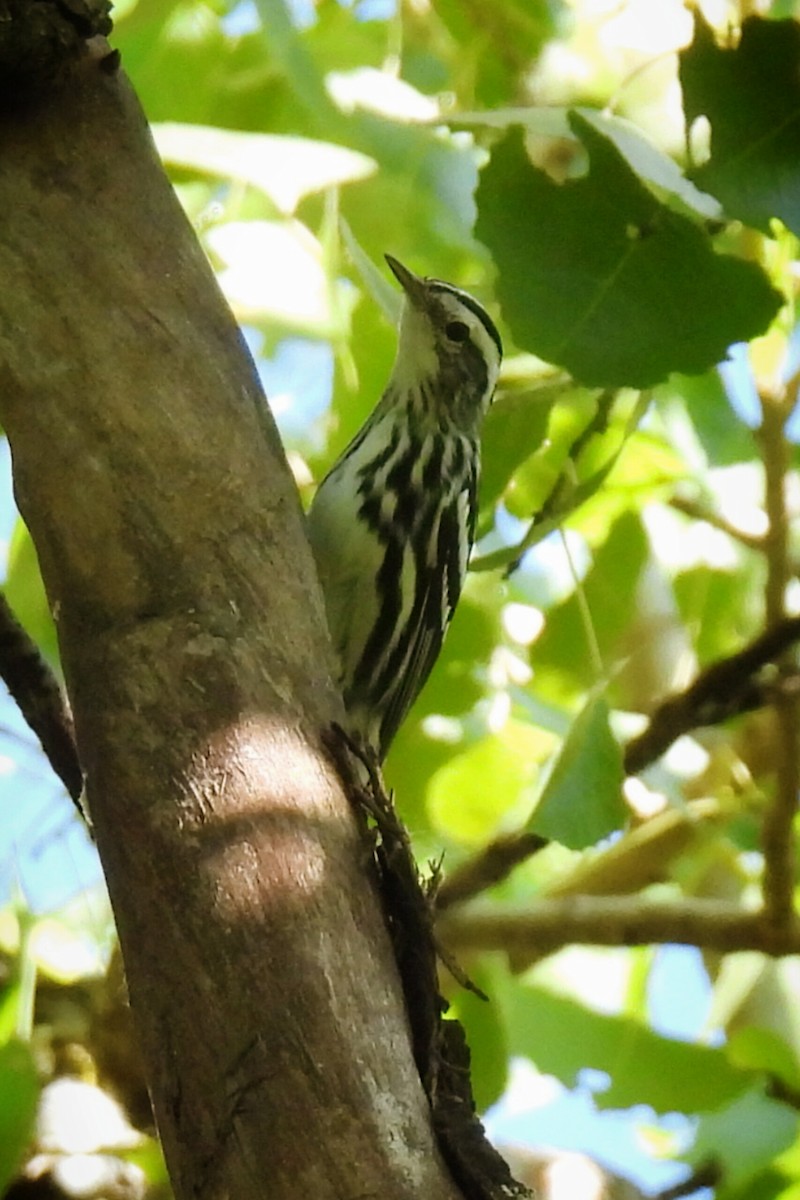 Black-and-white Warbler - ML644274798
