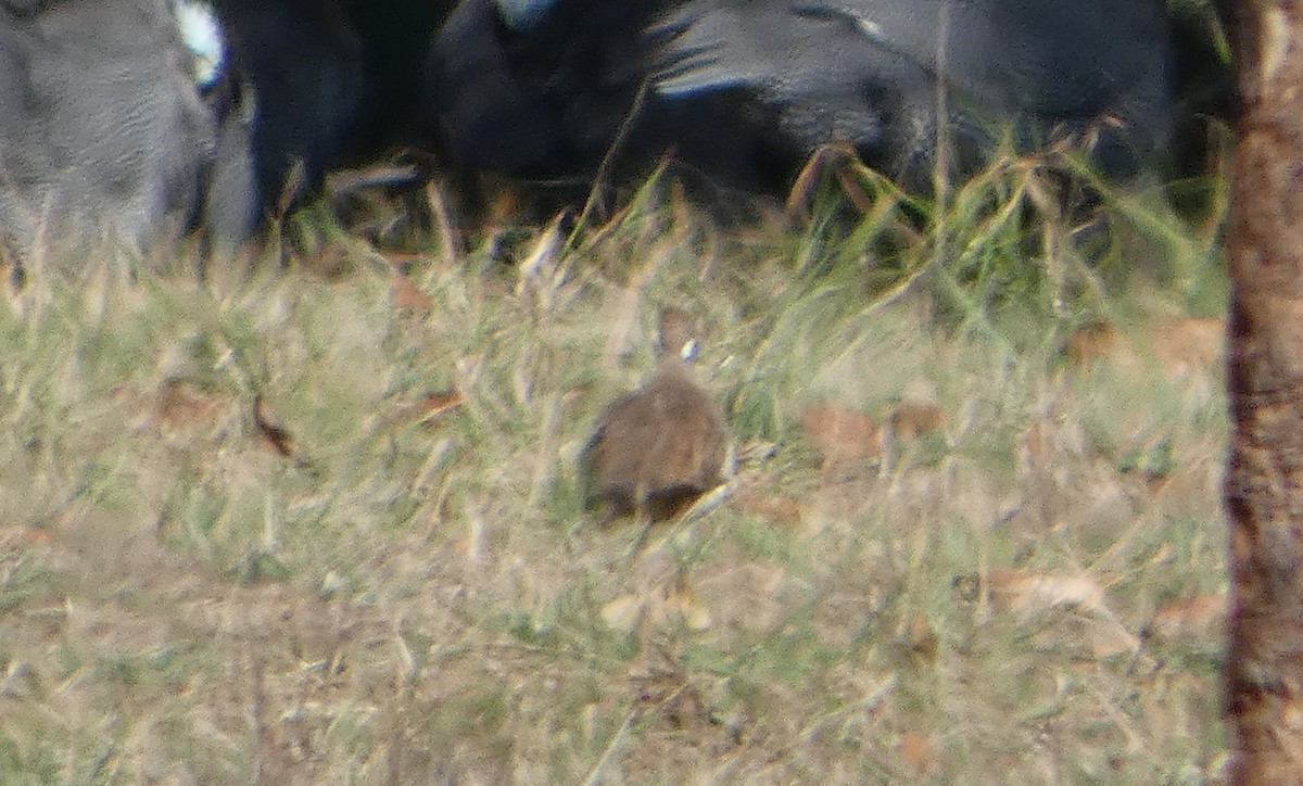 holub písmenkový - ML644274802