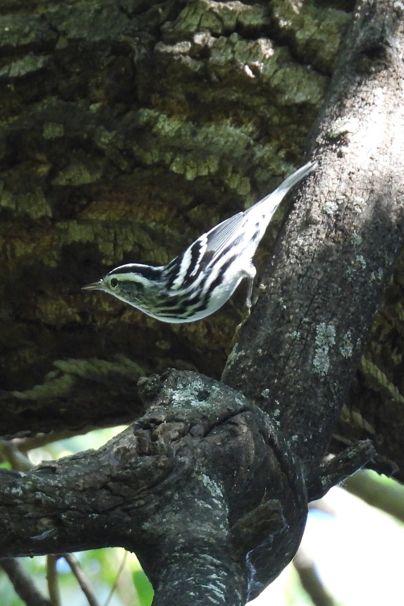 Black-and-white Warbler - ML644274803