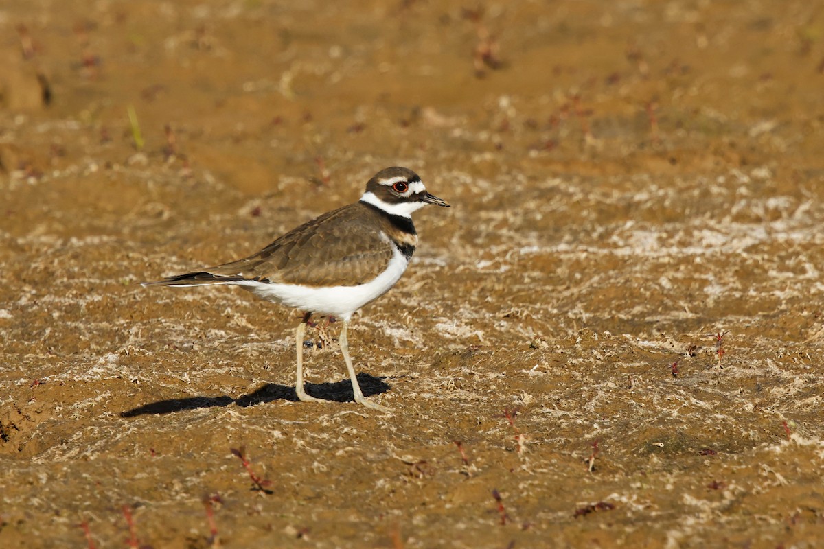 Killdeer - ML644274815