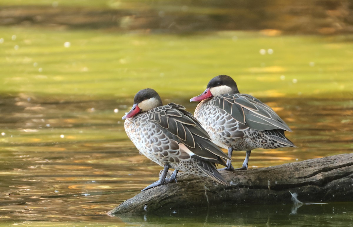 Red-billed Duck - ML644274821