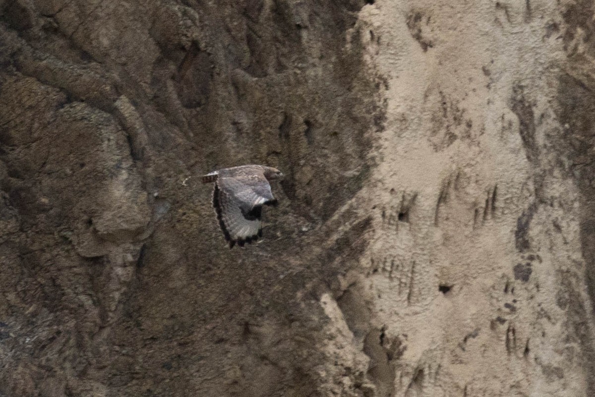 Himalayan Buzzard - ML644274822