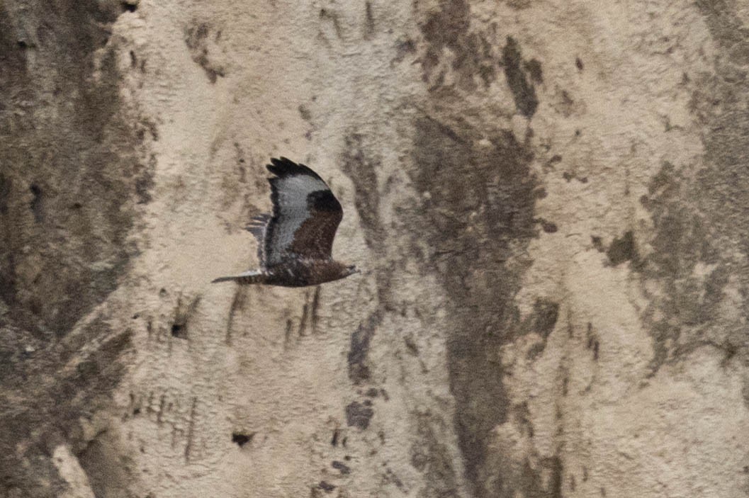 Himalayan Buzzard - ML644274825