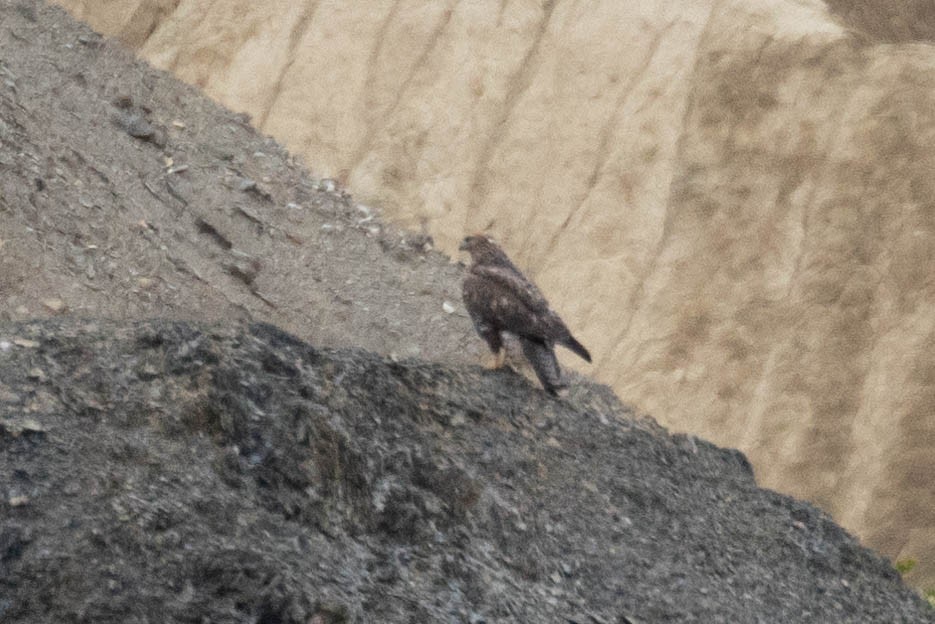 Himalayan Buzzard - ML644274826