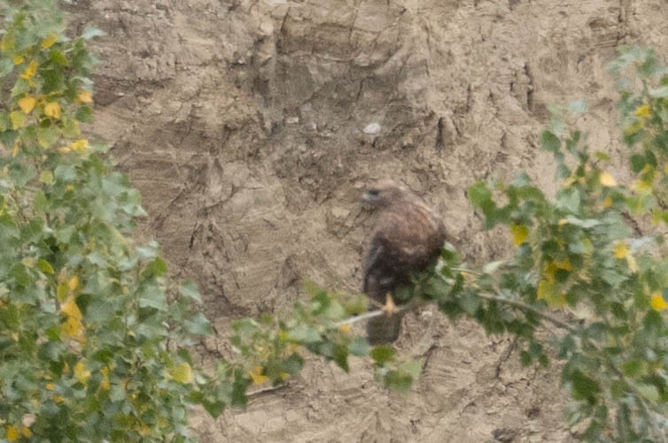 Himalayan Buzzard - ML644274829