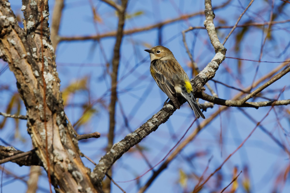 Yellow-rumped Warbler - ML644274853