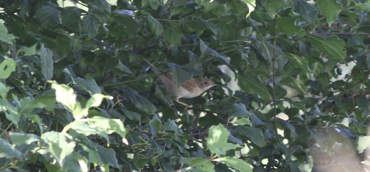 Sterpazzola - ML644274856