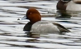 Fuligule à tête rouge - ML644274865