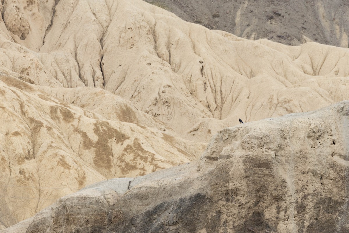 Нил исгэрээ хөөндэй - ML644274871