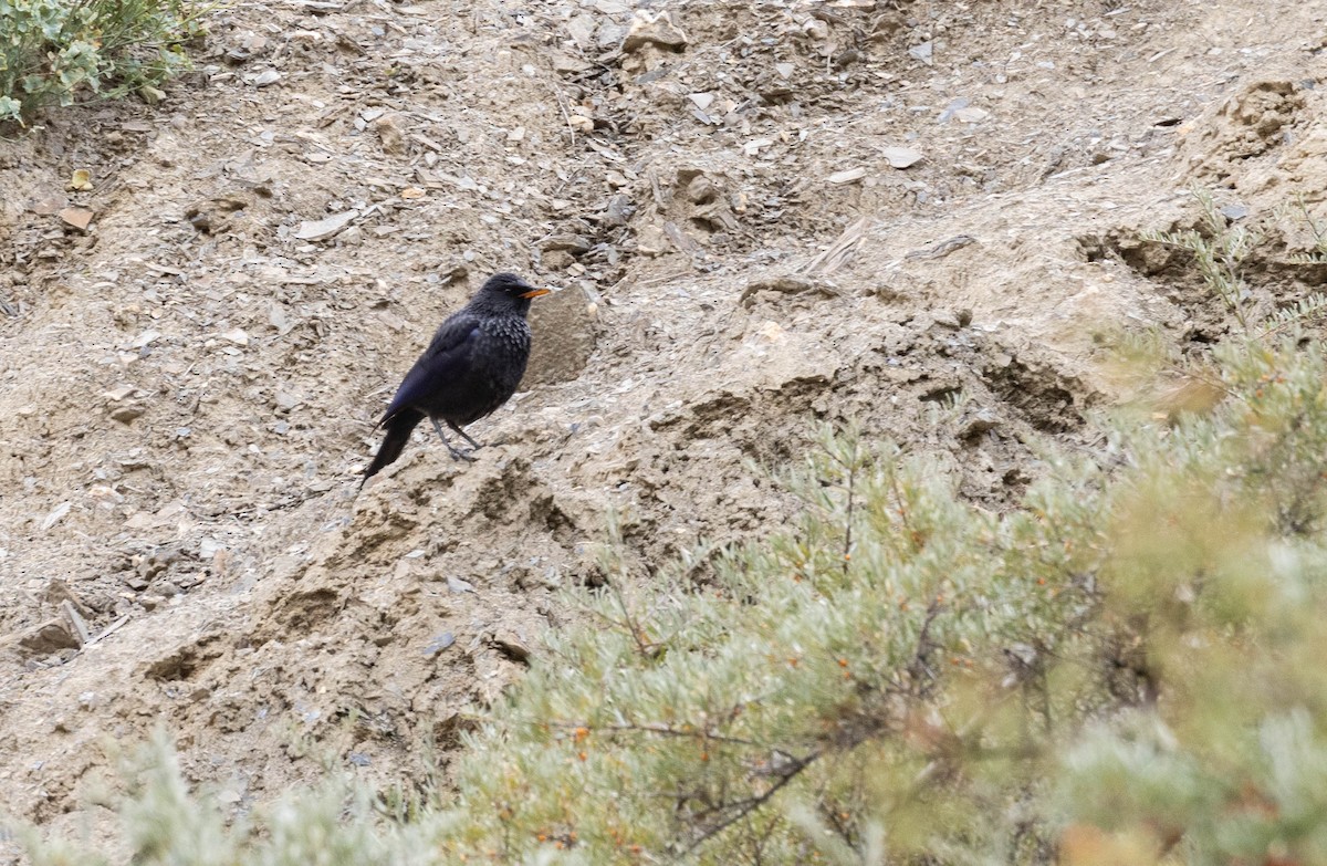 Нил исгэрээ хөөндэй - ML644274872