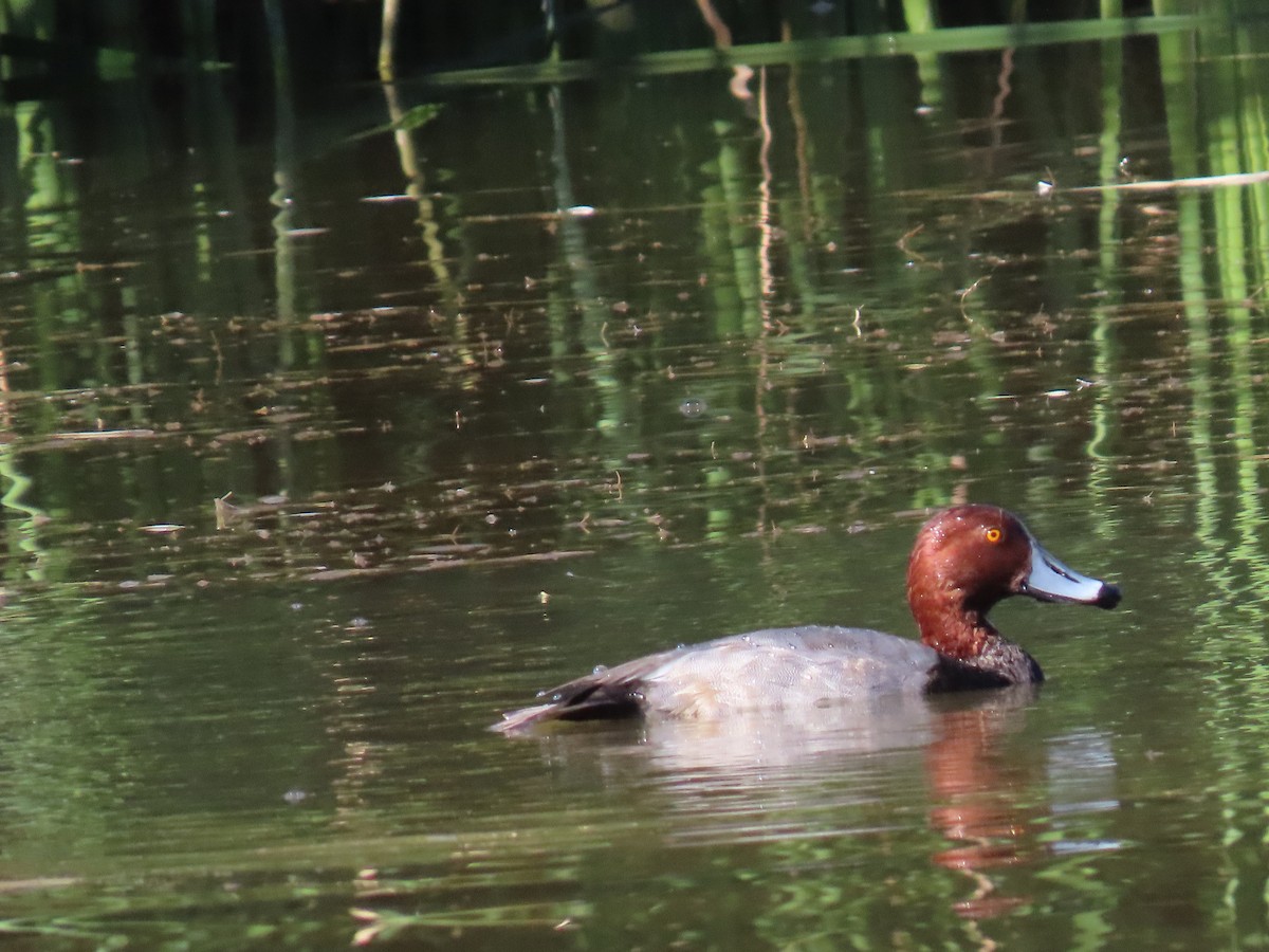 Fuligule à tête rouge - ML644274873