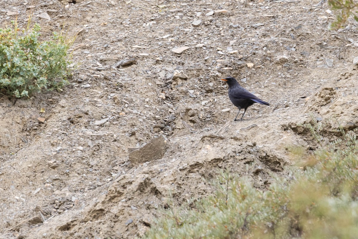 Нил исгэрээ хөөндэй - ML644274874