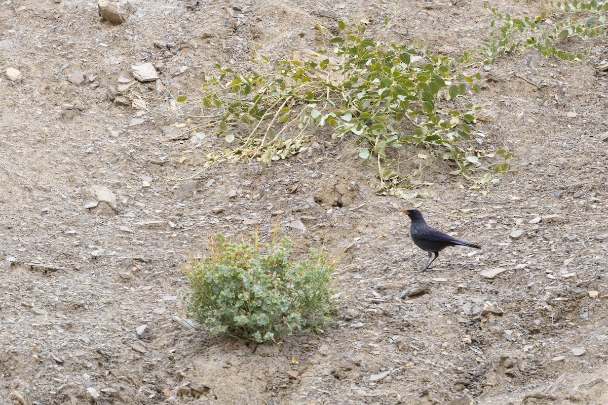 Нил исгэрээ хөөндэй - ML644274875