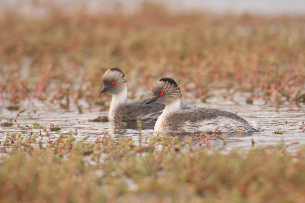 Silvery Grebe - ML644274883