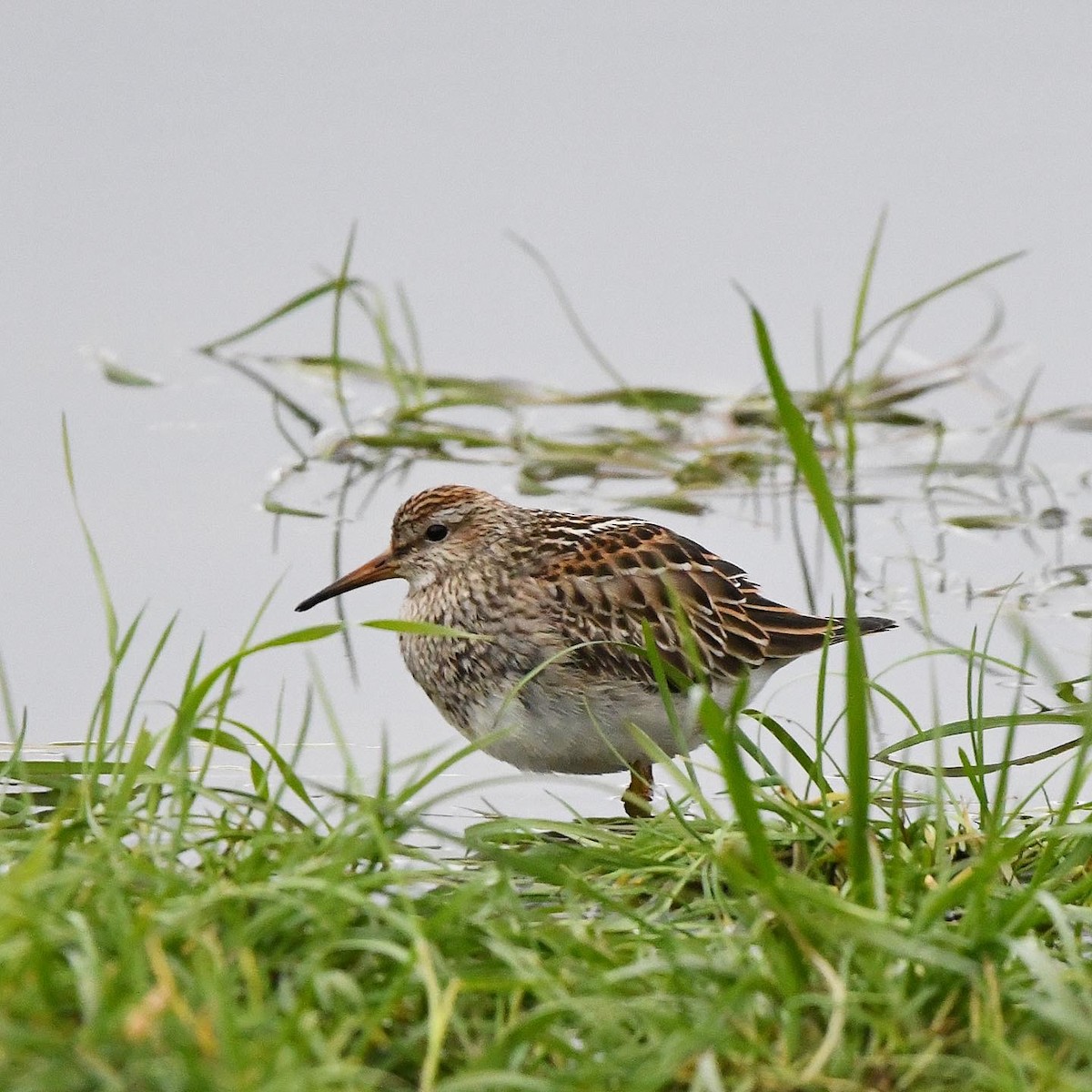 Çizgili Kumkuşu - ML644274893