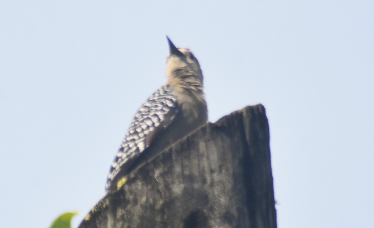 datel kápový - ML644274895