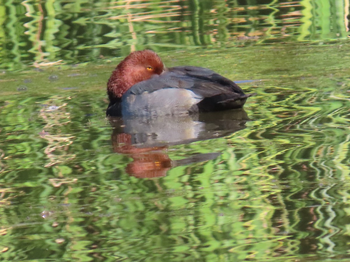 Fuligule à tête rouge - ML644274905
