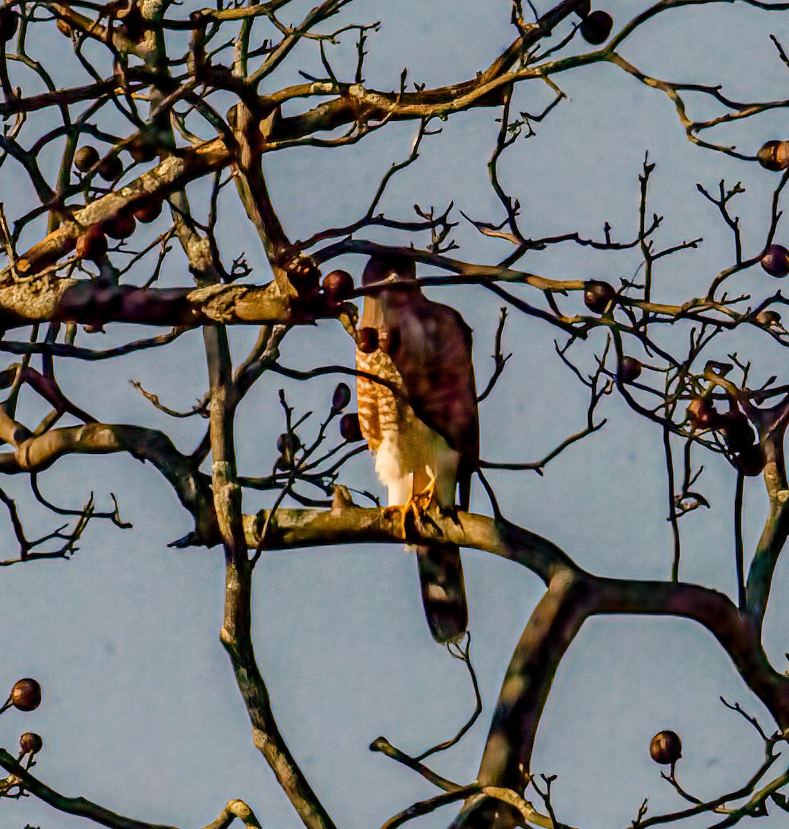 Cooper's Hawk - ML644274911