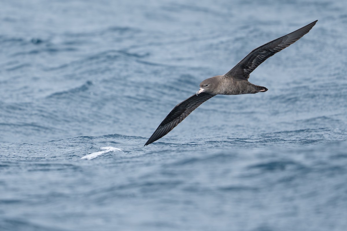 lysbeinlire - ML644274922