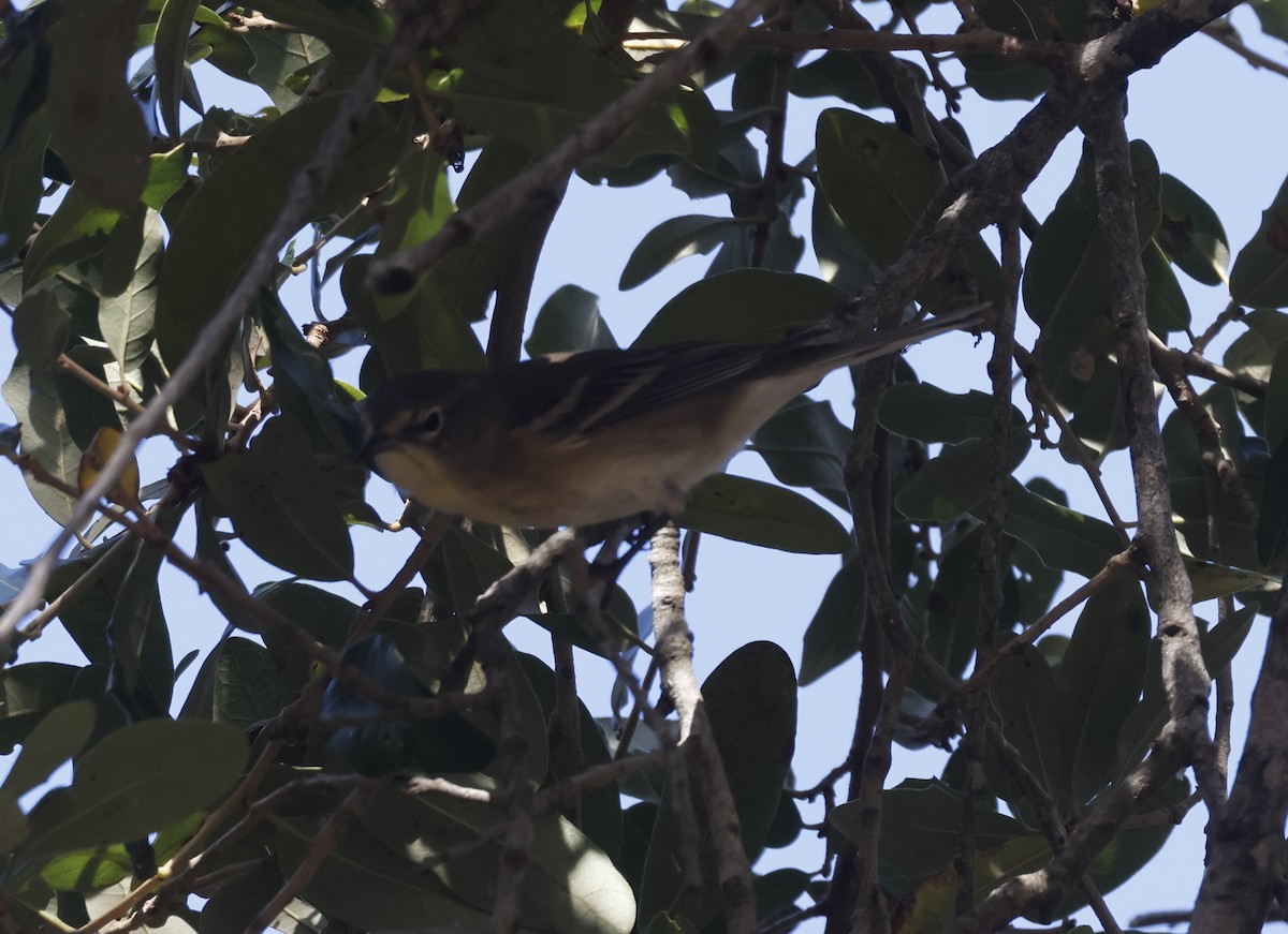 סבכון אורנים - ML644274931