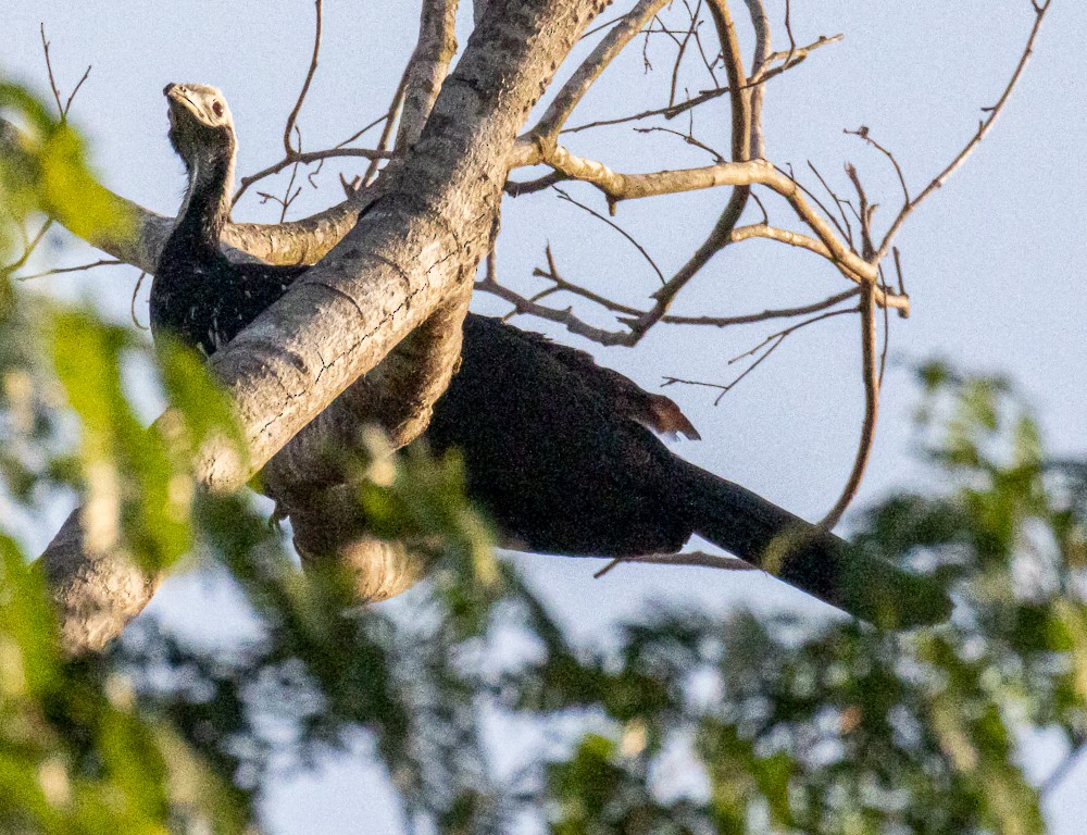 White-throated Piping-Guan - ML644274932