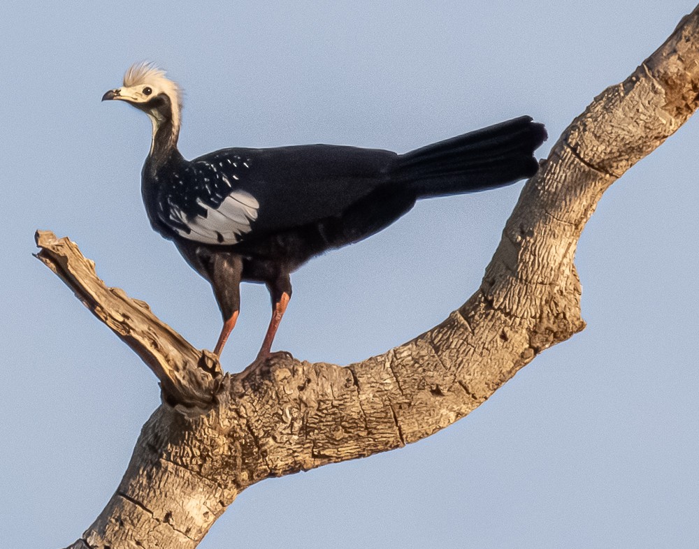 White-throated Piping-Guan - ML644274933