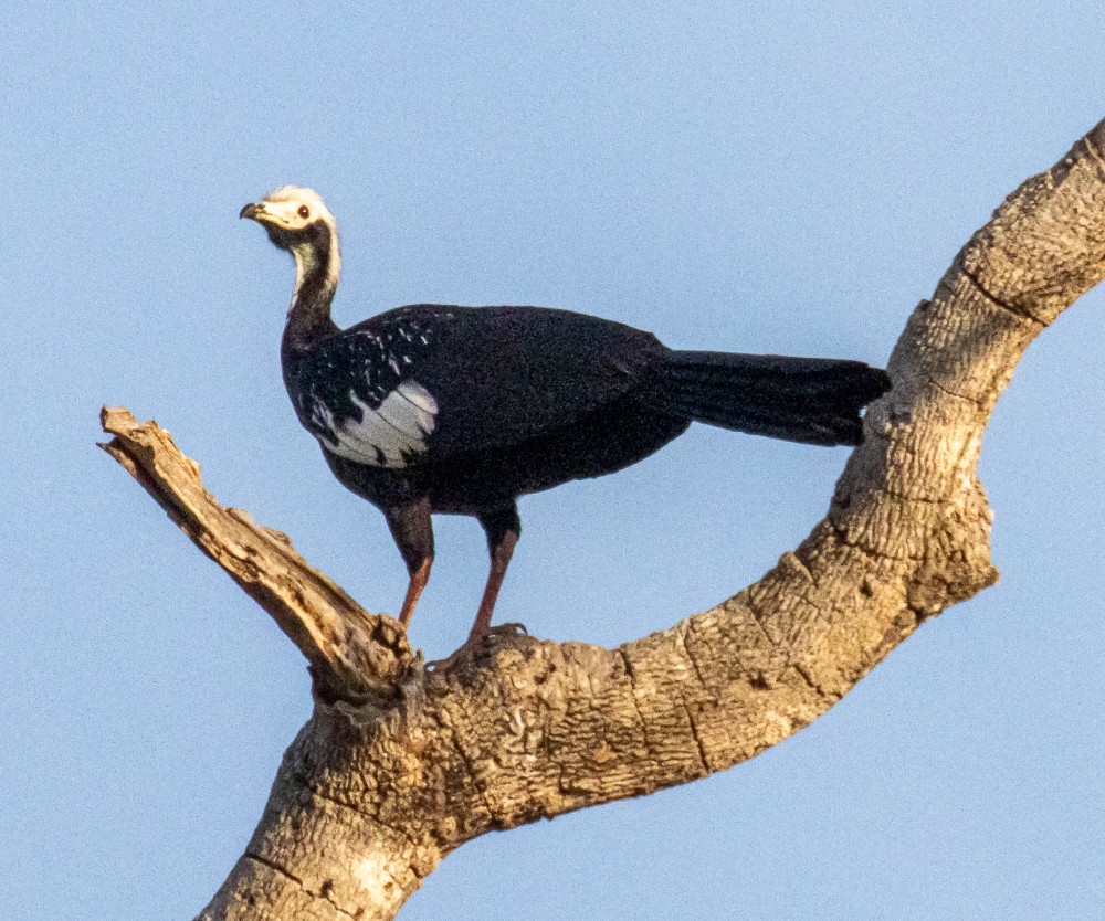 White-throated Piping-Guan - ML644274935