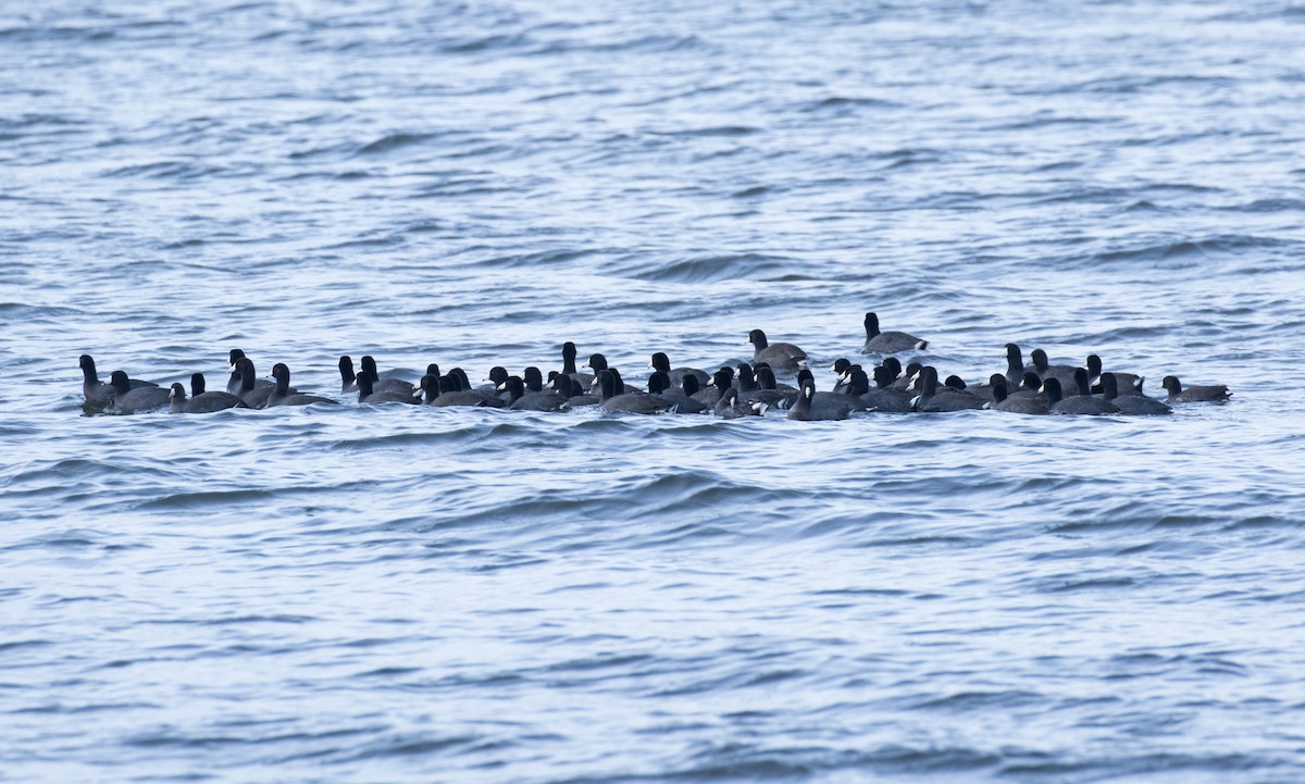 Лиска американська (червонобляшкова) - ML644274943